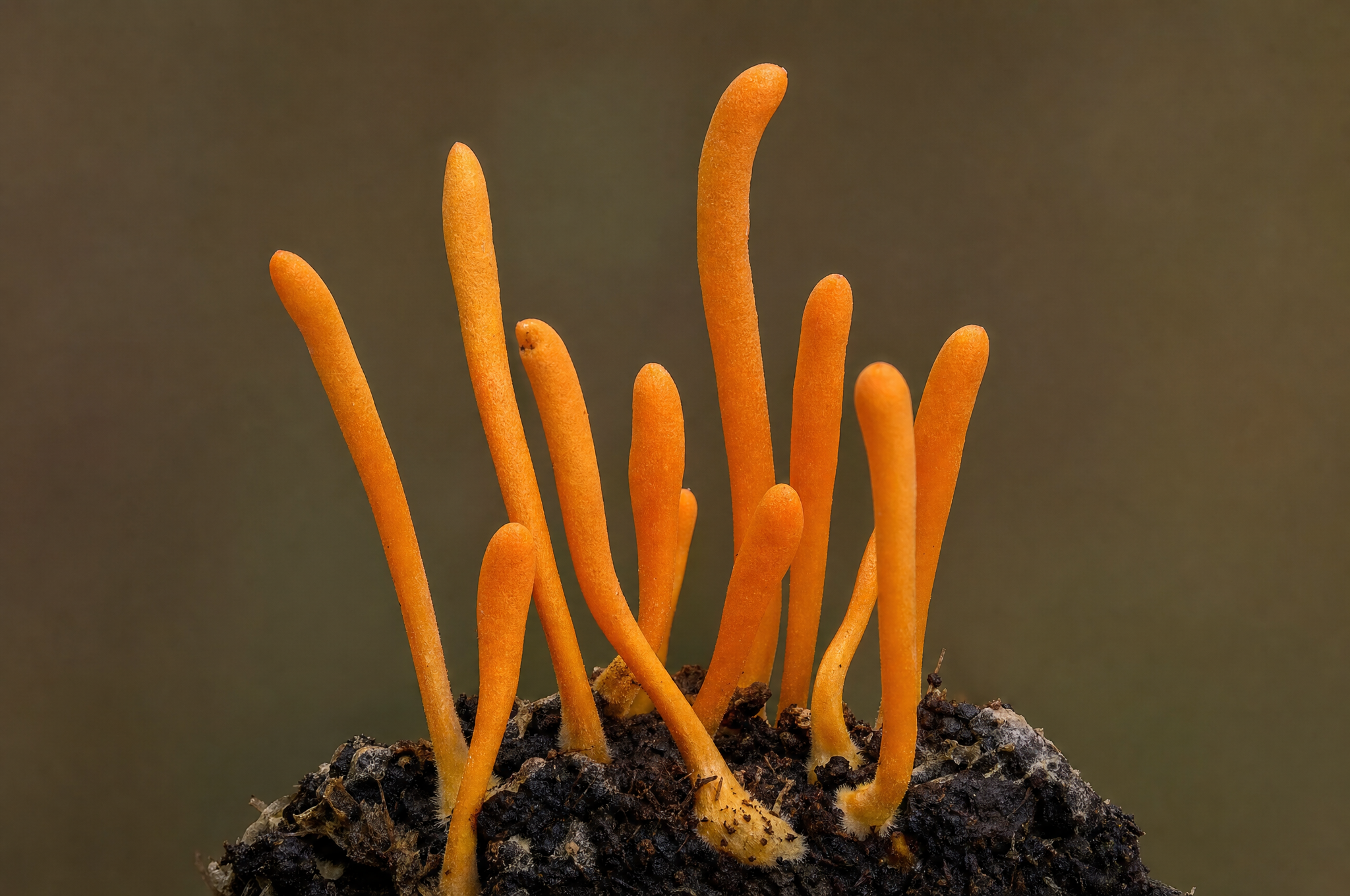 Cordyceps militaris fruiting bodies