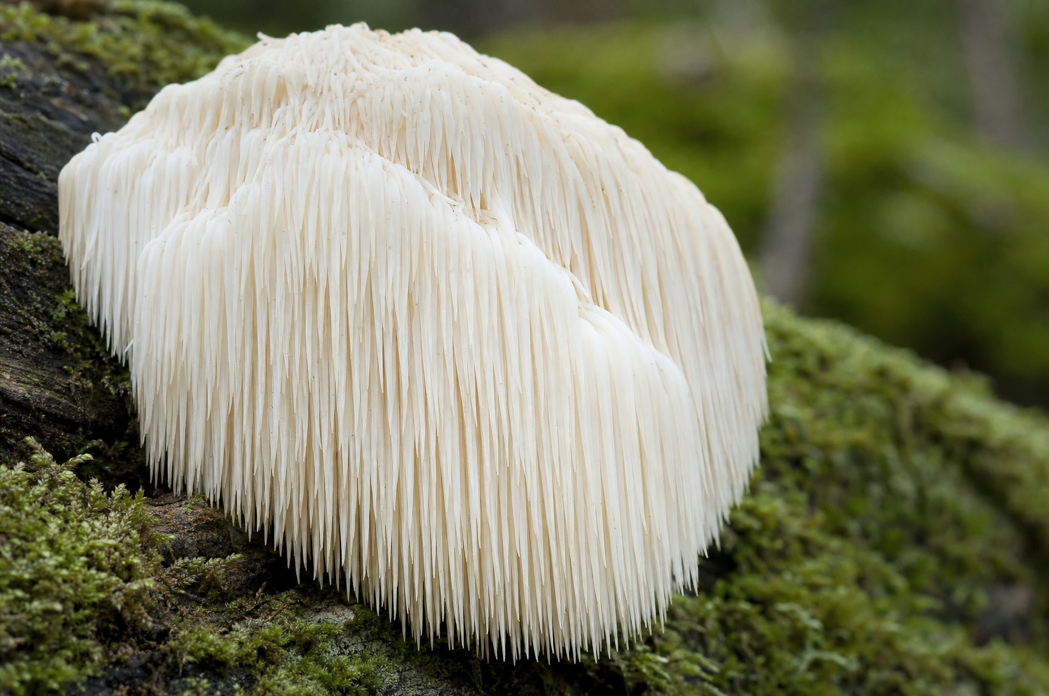 Lion's Mane mushroom