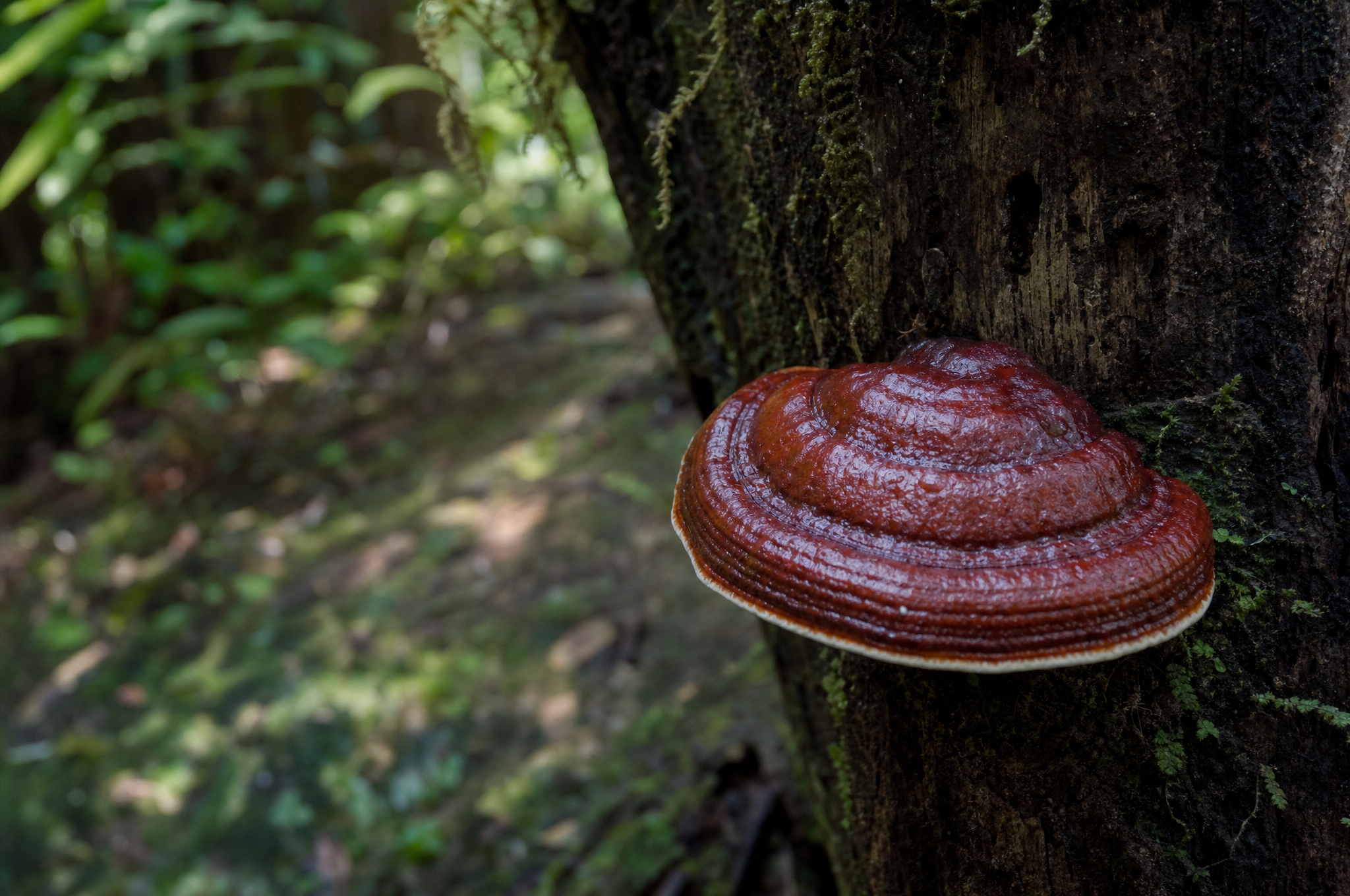 Reishi mushroom on tree trunk