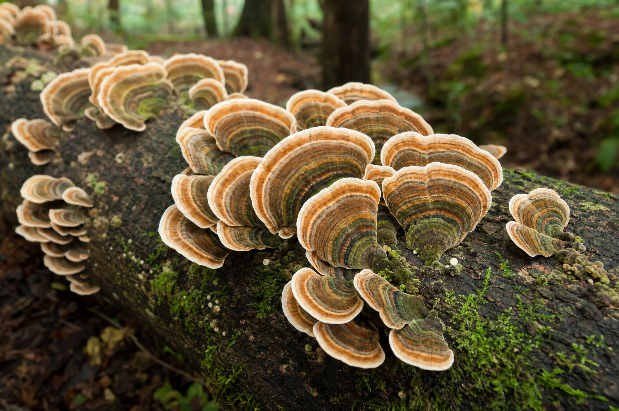 Turkey Tail mushroom on log